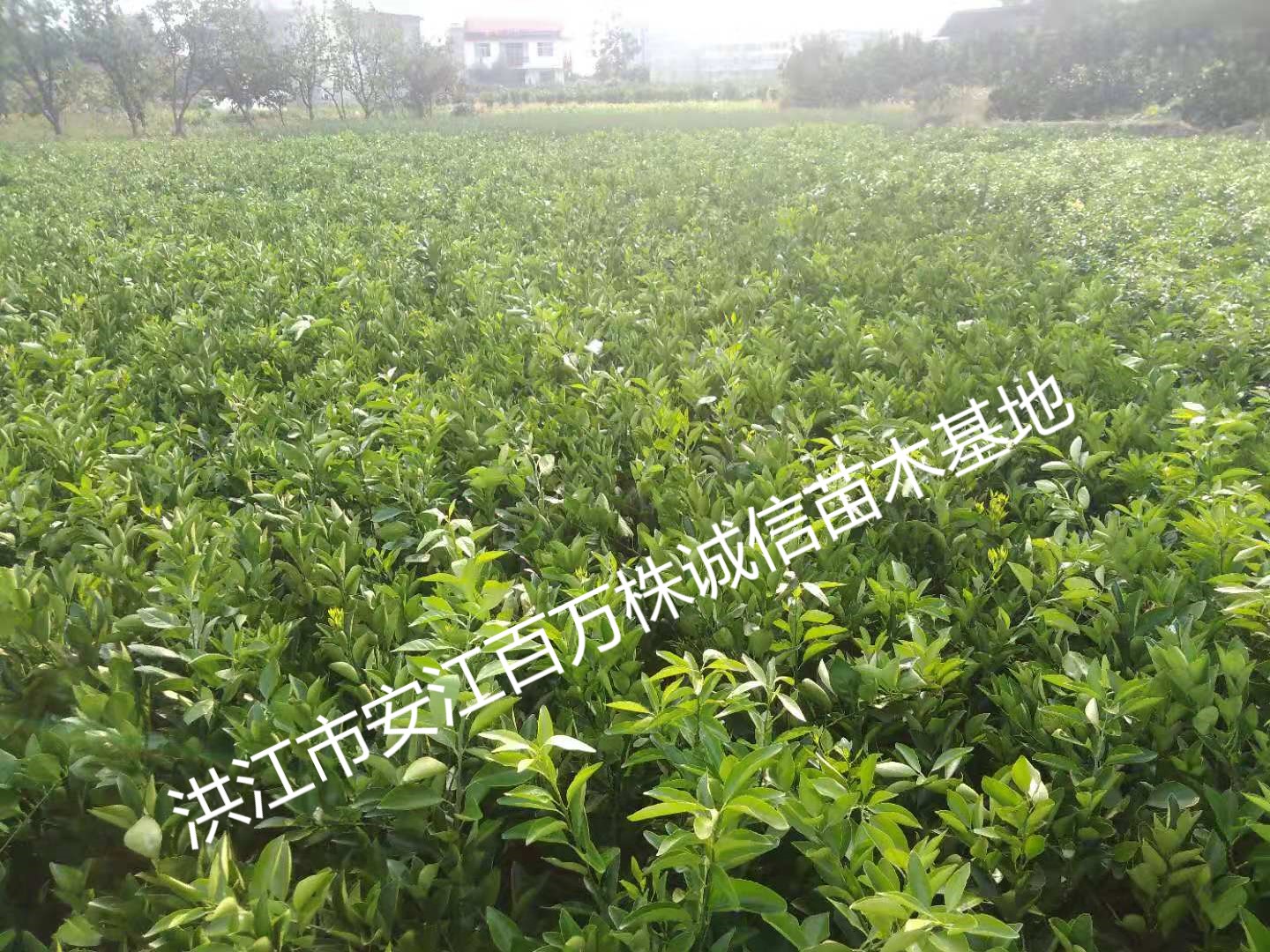 洪江水果苗,怀化绿化苗木,双茶花,柑橘苗,洪江市安江百万株诚信苗木基地