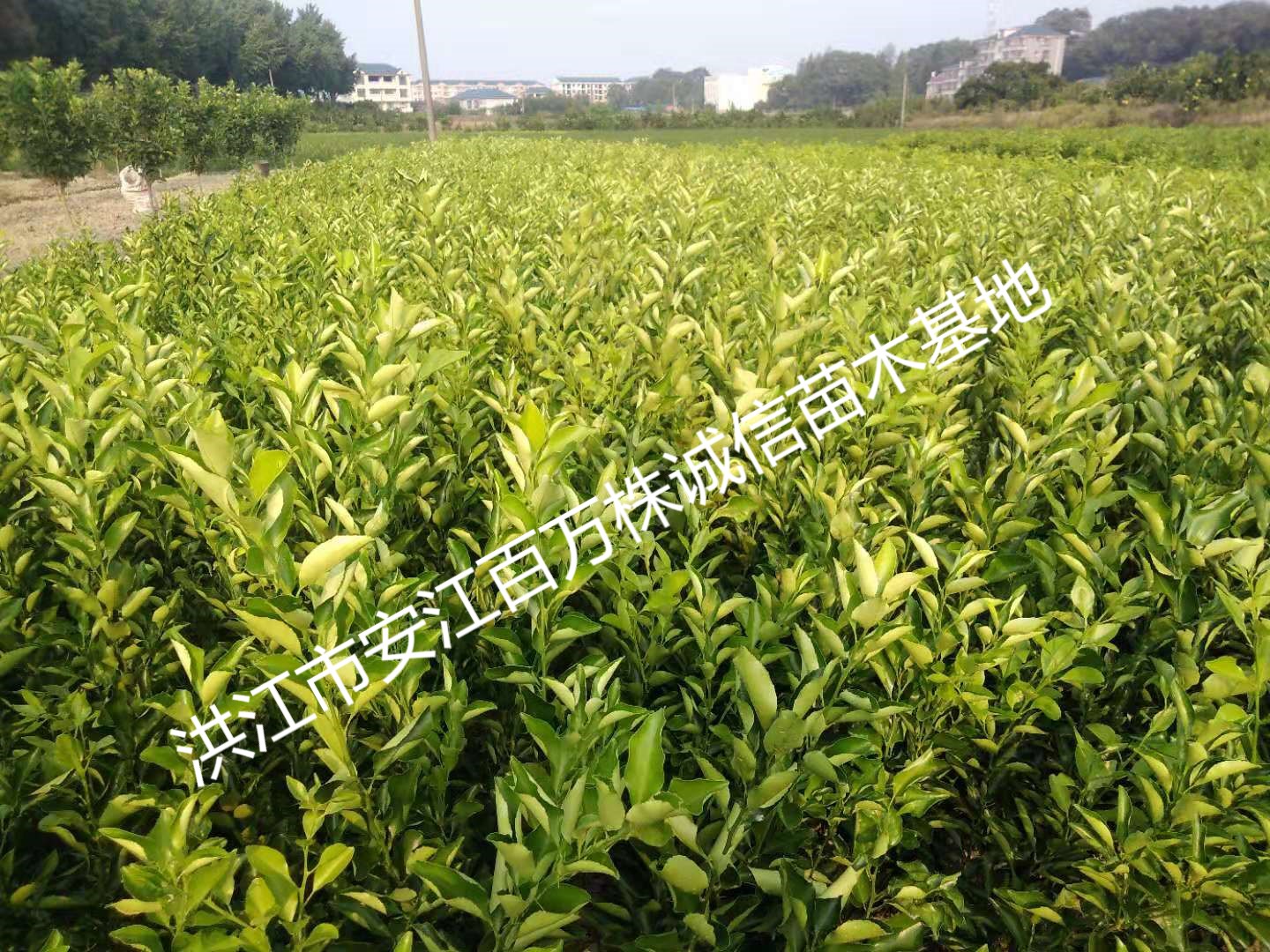 洪江水果苗,怀化绿化苗木,双茶花,柑橘苗,洪江市安江百万株诚信苗木基地