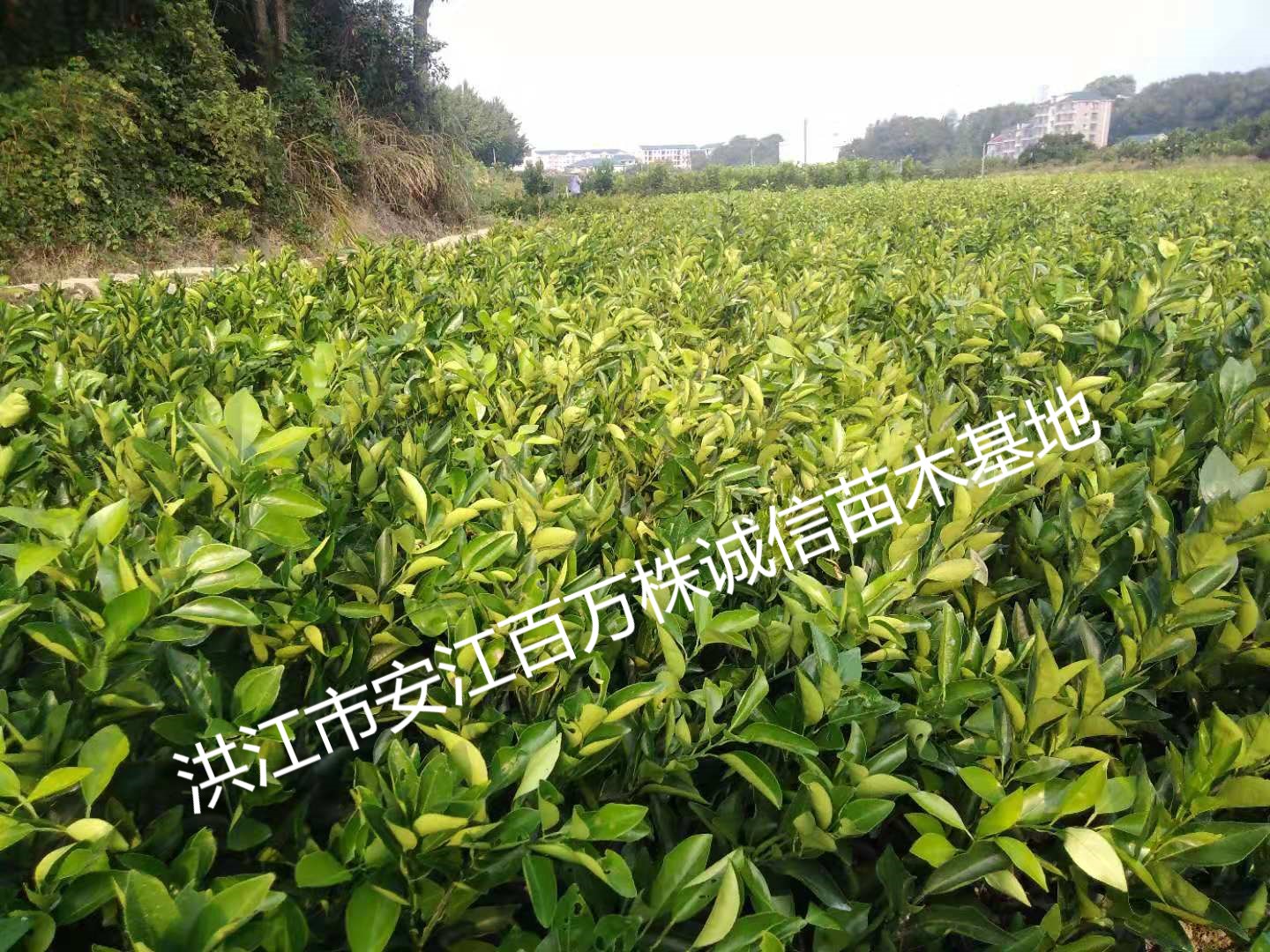 洪江水果苗,怀化绿化苗木,双茶花,柑橘苗,洪江市安江百万株诚信苗木基地